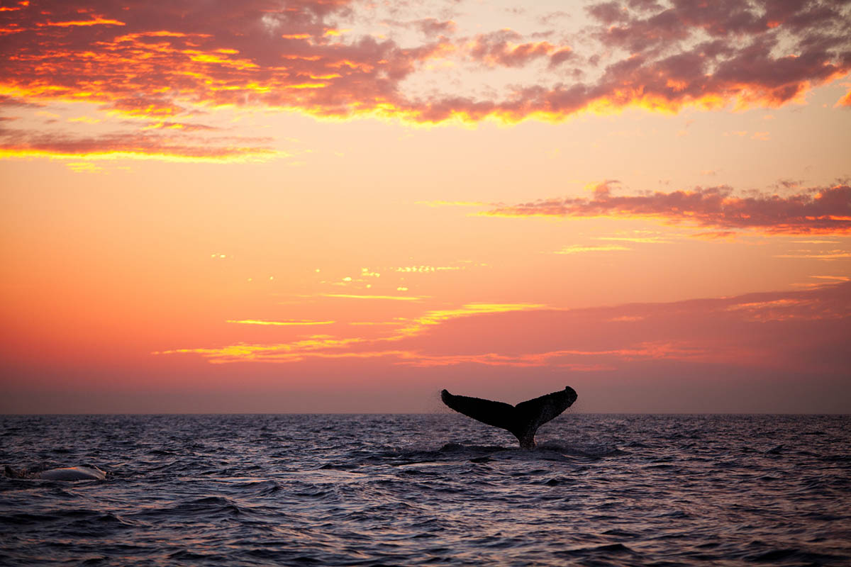 Humpback Whales at sunset