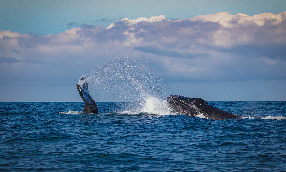 whale watching season in puerto vallarta