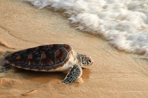 Turtles Paradise in Puerto Vallarta’s Beaches